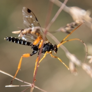 Echthromorpha intricatoria at Cotter River, ACT - 8 Mar 2023 11:39 AM