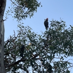 Callocephalon fimbriatum (Gang-gang Cockatoo) at Weetangera, ACT - 10 Mar 2023 by AdamMc