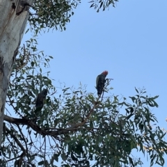 Callocephalon fimbriatum at Weetangera, ACT - suppressed