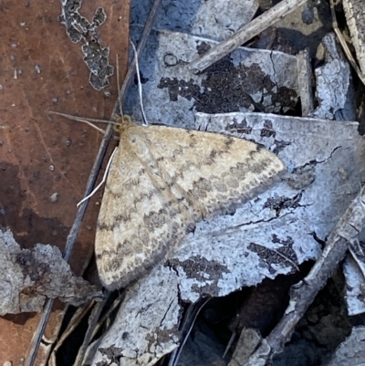 Scopula rubraria (Reddish Wave, Plantain Moth) at Bruce Ridge to Gossan Hill - 10 Mar 2023 by Steve_Bok