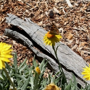 Junonia villida at Aranda, ACT - 10 Mar 2023