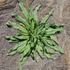 Echium vulgare (Vipers Bugloss) at Wambrook, NSW - 10 Mar 2023 by Mike