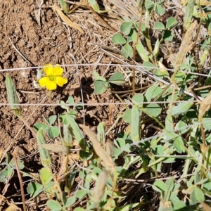 Oxalis perennans at Wambrook, NSW - suppressed