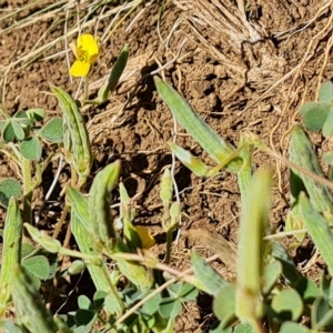 Oxalis perennans at Wambrook, NSW - suppressed