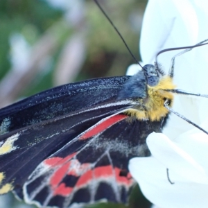 Delias harpalyce at Murrumbateman, NSW - 10 Mar 2023