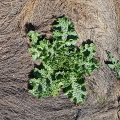 Silybum marianum (Variegated Thistle) at Wambrook, NSW - 9 Mar 2023 by Mike