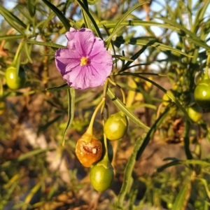 Solanum linearifolium at Fadden, ACT - 10 Mar 2023