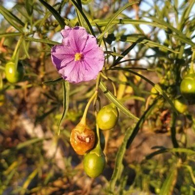 Solanum linearifolium (Kangaroo Apple) at Wanniassa Hill - 9 Mar 2023 by KumikoCallaway