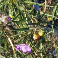 Solanum linearifolium at Fadden, ACT - 10 Mar 2023 07:27 AM