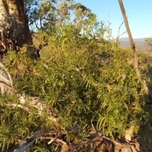 Solanum linearifolium at Fadden, ACT - 10 Mar 2023 07:27 AM