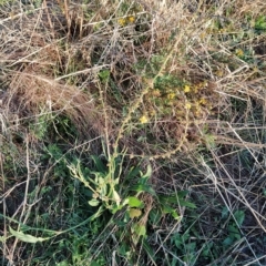 Rumex brownii (Slender Dock) at Fadden, ACT - 9 Mar 2023 by KumikoCallaway