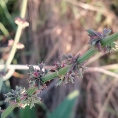 Rumex brownii at Fadden, ACT - 10 Mar 2023 07:26 AM