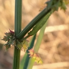 Rumex brownii at Fadden, ACT - 10 Mar 2023 07:26 AM