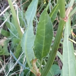 Rumex brownii at Fadden, ACT - 10 Mar 2023 07:26 AM