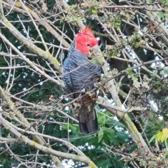 Callocephalon fimbriatum (Gang-gang Cockatoo) at Wambrook, NSW - 10 Mar 2023 by Mike