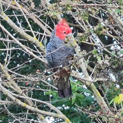 Callocephalon fimbriatum (Gang-gang Cockatoo) at Wambrook, NSW - 10 Mar 2023 by Mike