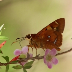 Trapezites symmomus (Splendid Ochre) at Moruya, NSW - 10 Mar 2023 by LisaH