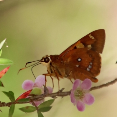 Trapezites symmomus (Splendid Ochre) at Moruya, NSW - 10 Mar 2023 by LisaH