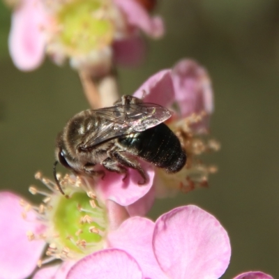 Leioproctus (Leioproctus) plumosus (Colletid bee) at Moruya, NSW - 10 Mar 2023 by LisaH