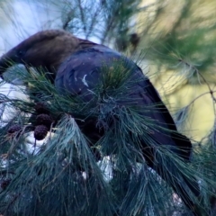 Calyptorhynchus lathami (Glossy Black-Cockatoo) at Moruya, NSW - 10 Mar 2023 by LisaH