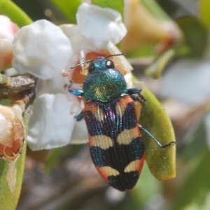 Castiarina sexplagiata at Nimmo, NSW - 7 Mar 2023