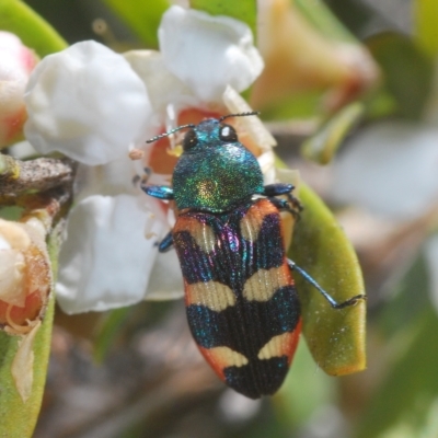 Castiarina sexplagiata (Jewel beetle) at Nimmo, NSW - 7 Mar 2023 by Harrisi