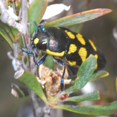 Castiarina octospilota (A Jewel Beetle) at Nimmo, NSW - 7 Mar 2023 by Harrisi