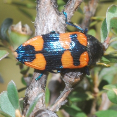 Castiarina thomsoni (A jewel beetle) at Rocky Plain, NSW - 7 Mar 2023 by Harrisi