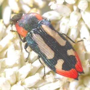 Castiarina erasma at Nimmo, NSW - 7 Mar 2023