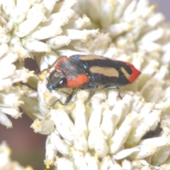 Castiarina erasma at Nimmo, NSW - 7 Mar 2023