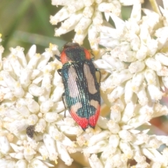 Castiarina erasma at Nimmo, NSW - 7 Mar 2023