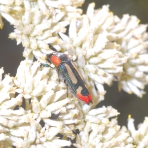 Castiarina erasma at Nimmo, NSW - 7 Mar 2023