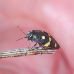 Astraeus (Astraeus) pygmaeus at Tennent, ACT - 7 Mar 2023