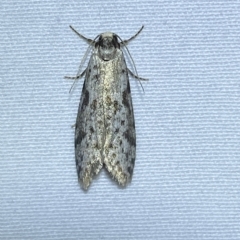 Lepidoscia (genus) ADULT (A Case moth) at Jerrabomberra, NSW - 11 Mar 2023 by SteveBorkowskis