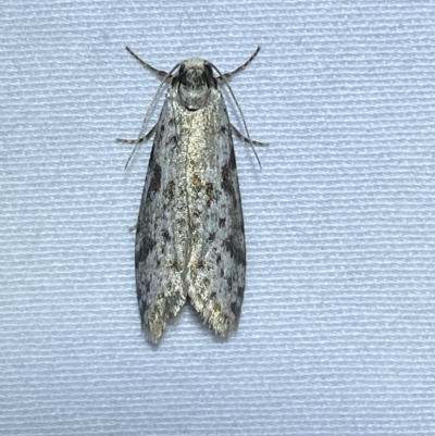 Lepidoscia (genus) ADULT (A Case moth) at Jerrabomberra, NSW - 11 Mar 2023 by SteveBorkowskis