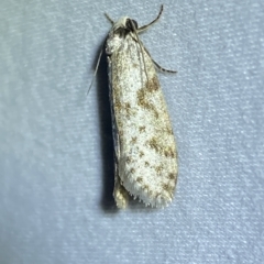 Lepidoscia (genus) ADULT at Jerrabomberra, NSW - suppressed