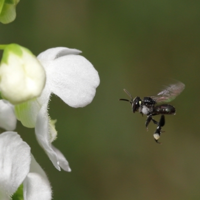 Lasioglossum (Chilalictus) sp. (genus & subgenus) by TimL