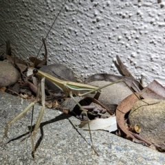 Tenodera australasiae (Purple-winged mantid) at Watson, ACT - 10 Mar 2023 by sbittinger