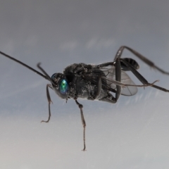 Acanthinevania sp. (genus) at Wellington Point, QLD - 10 Mar 2023 by TimL