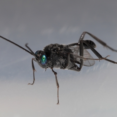 Acanthinevania sp. (genus) at Wellington Point, QLD - 10 Mar 2023 by TimL