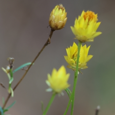 Xerochrysum viscosum (Sticky Everlasting) at Albury, NSW - 4 Mar 2023 by KylieWaldon