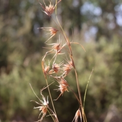 Themeda triandra (Kangaroo Grass) at Albury, NSW - 4 Mar 2023 by KylieWaldon
