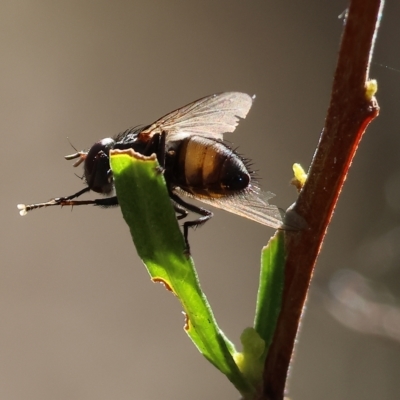 Unidentified Bristle Fly (Tachinidae) at Albury, NSW - 4 Mar 2023 by KylieWaldon