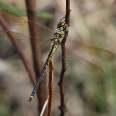 Hemicordulia tau (Tau Emerald) at Albury, NSW - 4 Mar 2023 by KylieWaldon