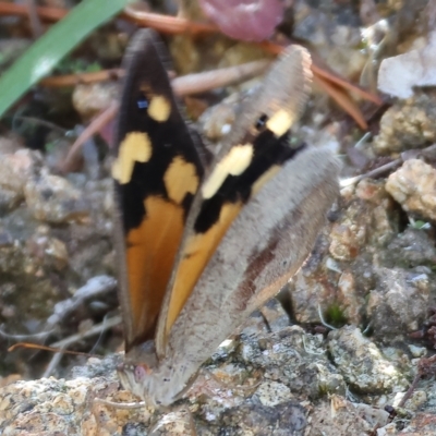 Heteronympha merope (Common Brown Butterfly) at Albury, NSW - 4 Mar 2023 by KylieWaldon