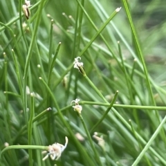 Eleocharis pusilla (Small Spike-rush) at Larbert, NSW - 8 Mar 2023 by JaneR