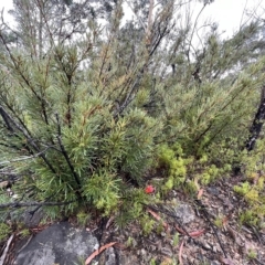 Lambertia formosa (Mountain Devil) at Bell, NSW - 3 Mar 2023 by JimL