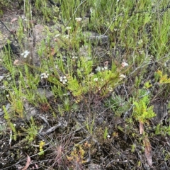 Platysace linearifolia (Narrow-leaved Platysace) at Bell, NSW - 4 Mar 2023 by JimL