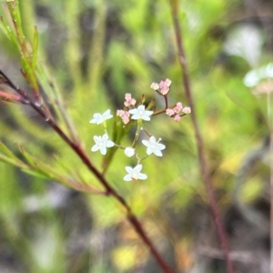 Platysace linearifolia at Bell, NSW - 4 Mar 2023