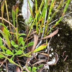 Goodenia bellidifolia subsp. bellidifolia at Bell, NSW - 4 Mar 2023